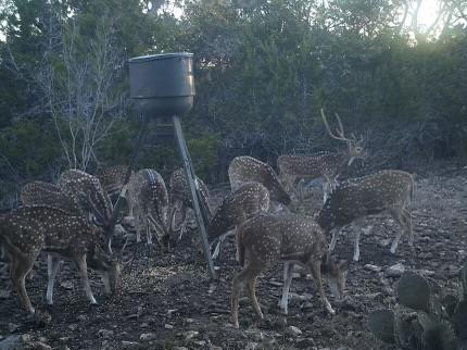 134 White Pearl Road Hunt, TX 78024 - Photo 36 of 40