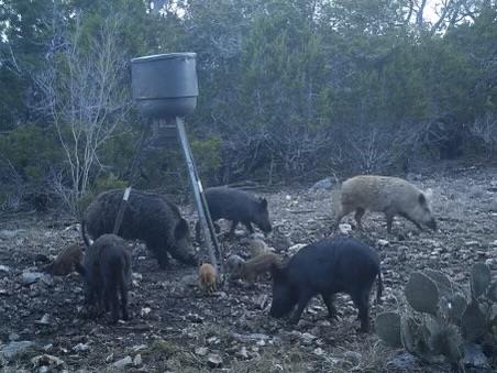 134 White Pearl Road Hunt, TX 78024 - Photo 37 of 40 a view of a backyard