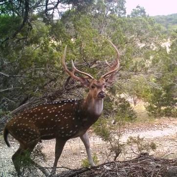 134 White Pearl Road Hunt, TX 78024 - Photo 38 of 40 a picture of tree