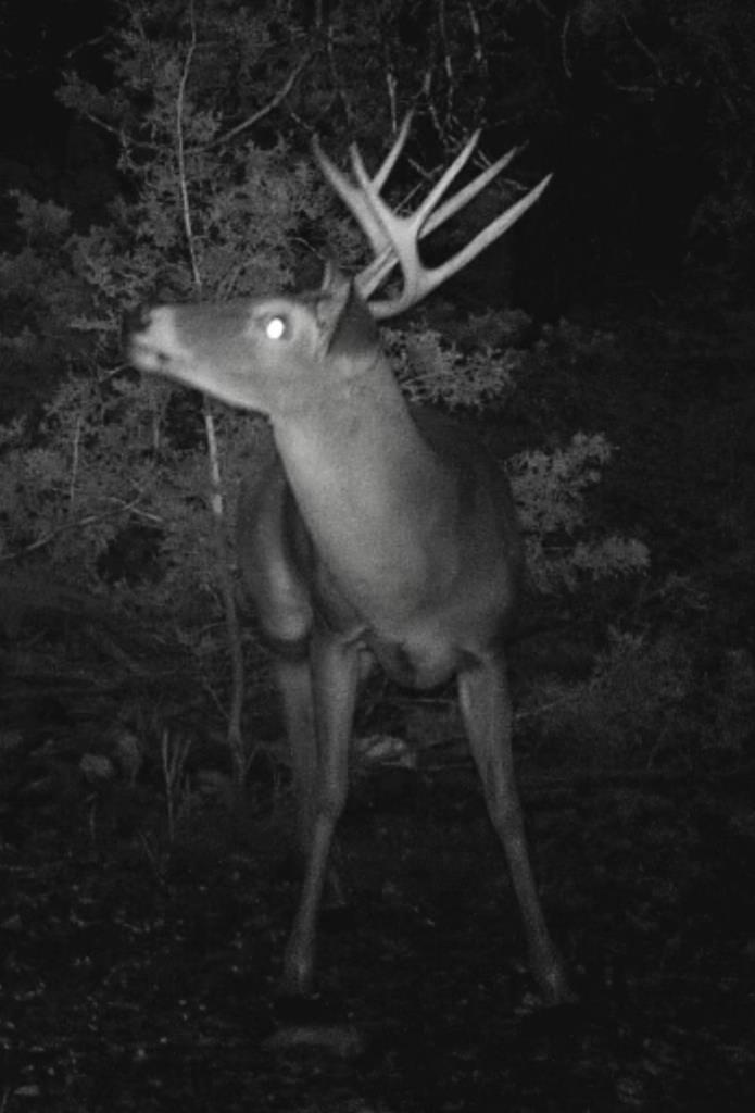 134 White Pearl Road Hunt, TX 78024 - Photo 39 of 40 a view of electric room