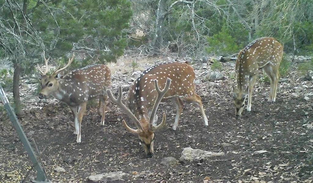 134 White Pearl Road Hunt, TX 78024 - Photo 40 of 40 a view of a yard