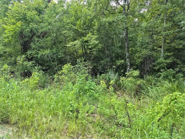 a view of a lush green forest with trees and houses