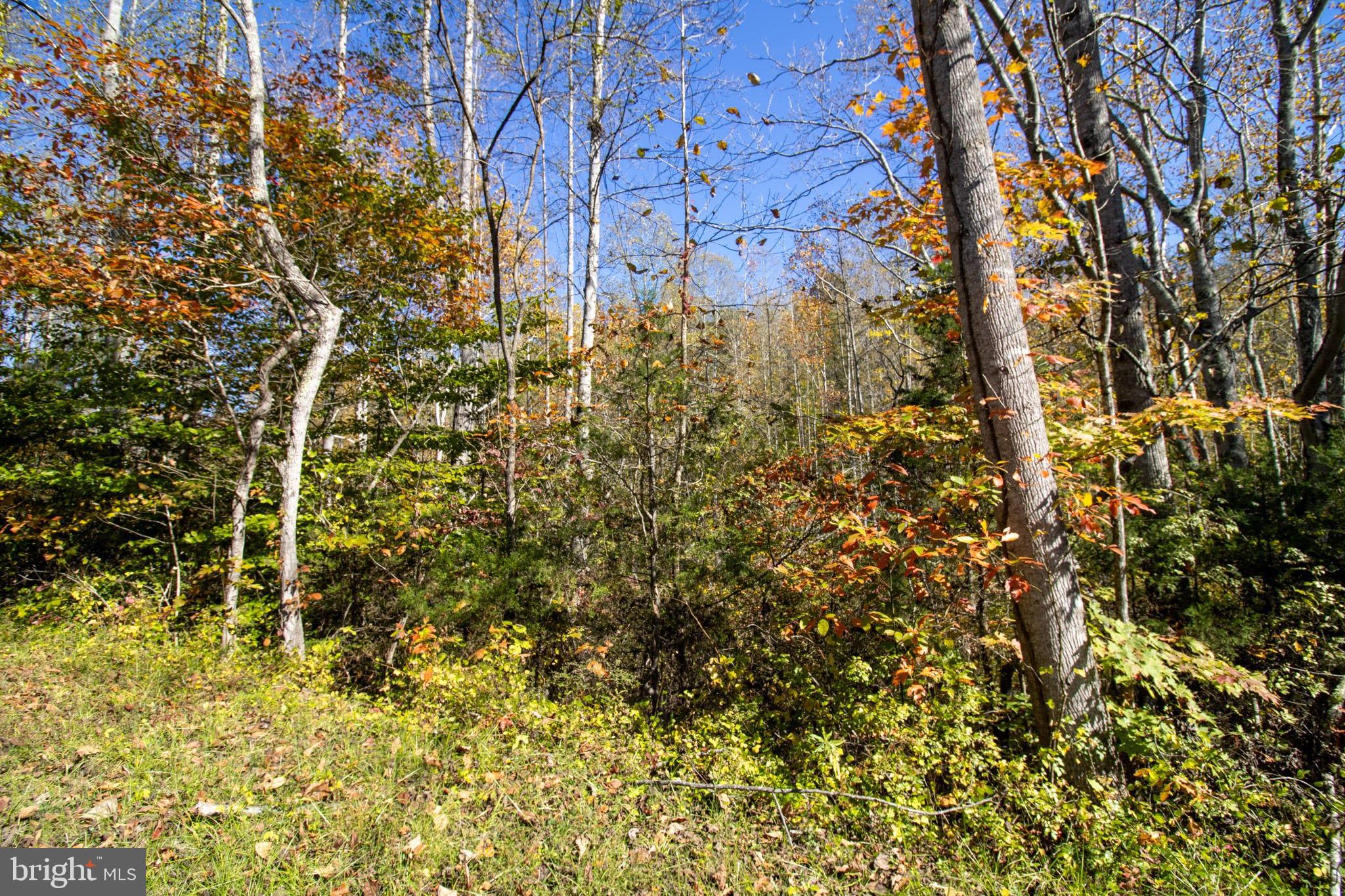 Republican Church, Unit 2 Ferrum, VA 24088 - Photo 45 of 48 a view of a yard with a tree