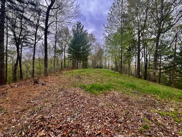 a view of a backyard with large trees