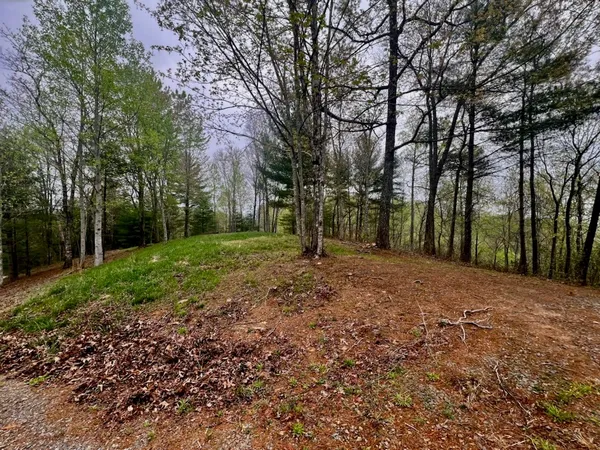 a view of a yard with plants and trees
