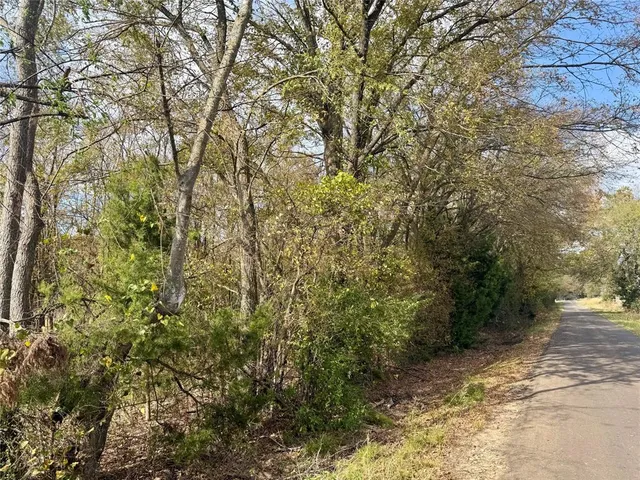 a view of a forest with trees in the background
