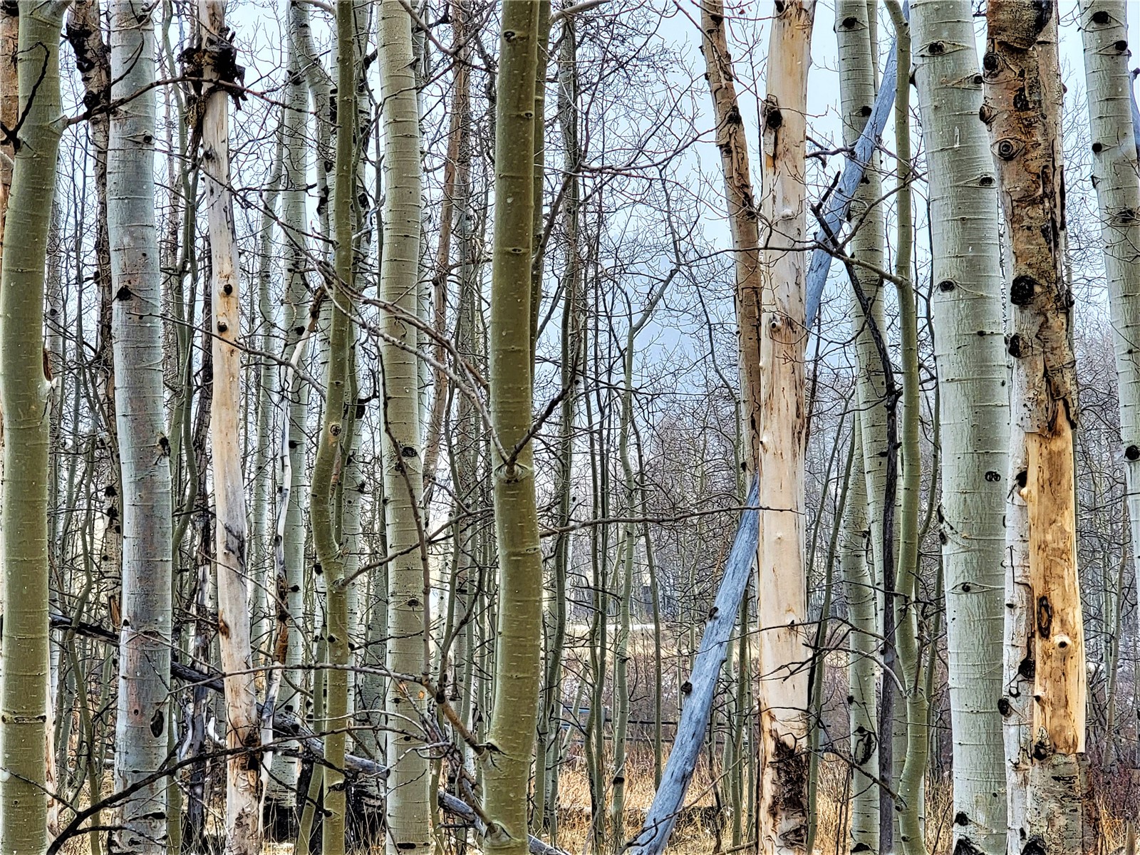 Tbd Sheep Ridge Road Fairplay, CO 80440 - Photo 15 of 15 Gallery Image 15