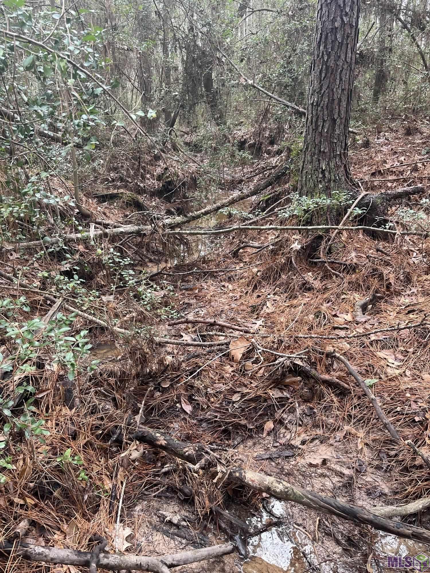 0 Th Highway Converse, LA 71419 - Photo 3 of 6