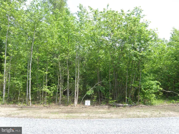 a view of tree in a yard