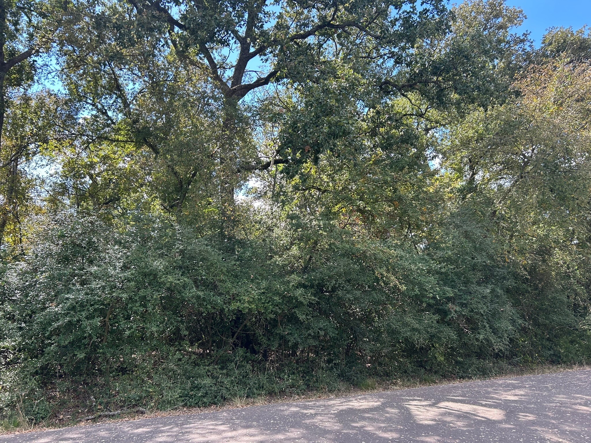 a view of a forest with trees in front of it