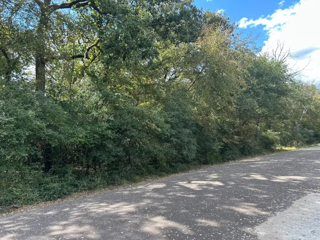a view of a forest with trees in the background