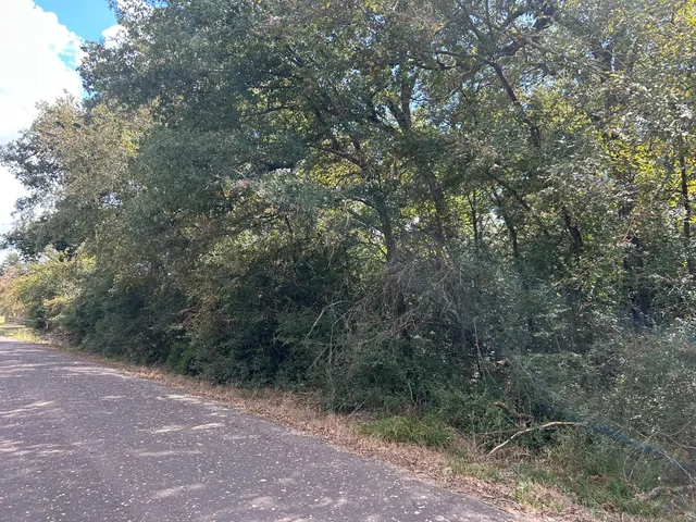 a view of a forest with trees in the background