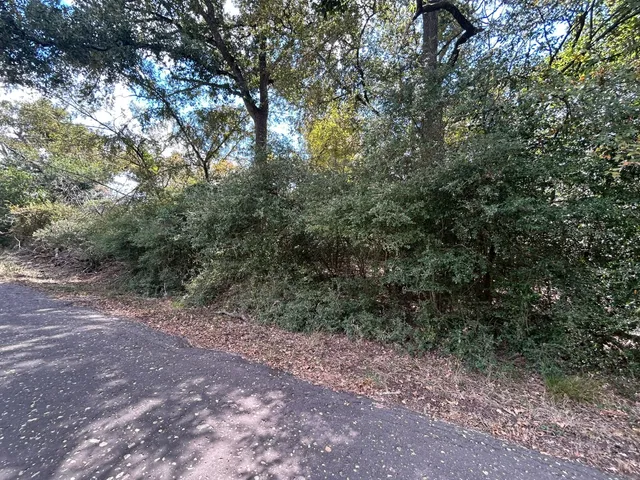 a view of a forest with trees in the background