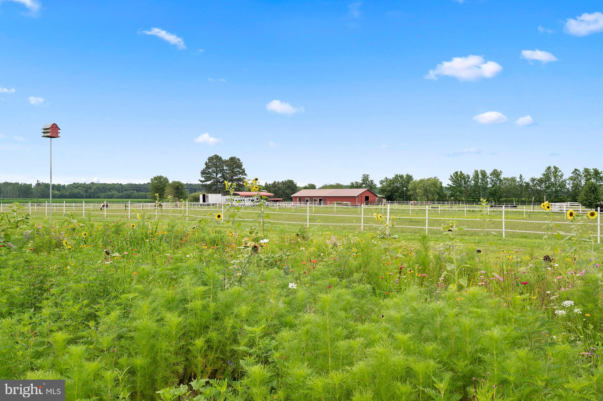 7545 Libertytown Road Berlin, MD 21811 - Photo 5 of 61 Natural Landscape