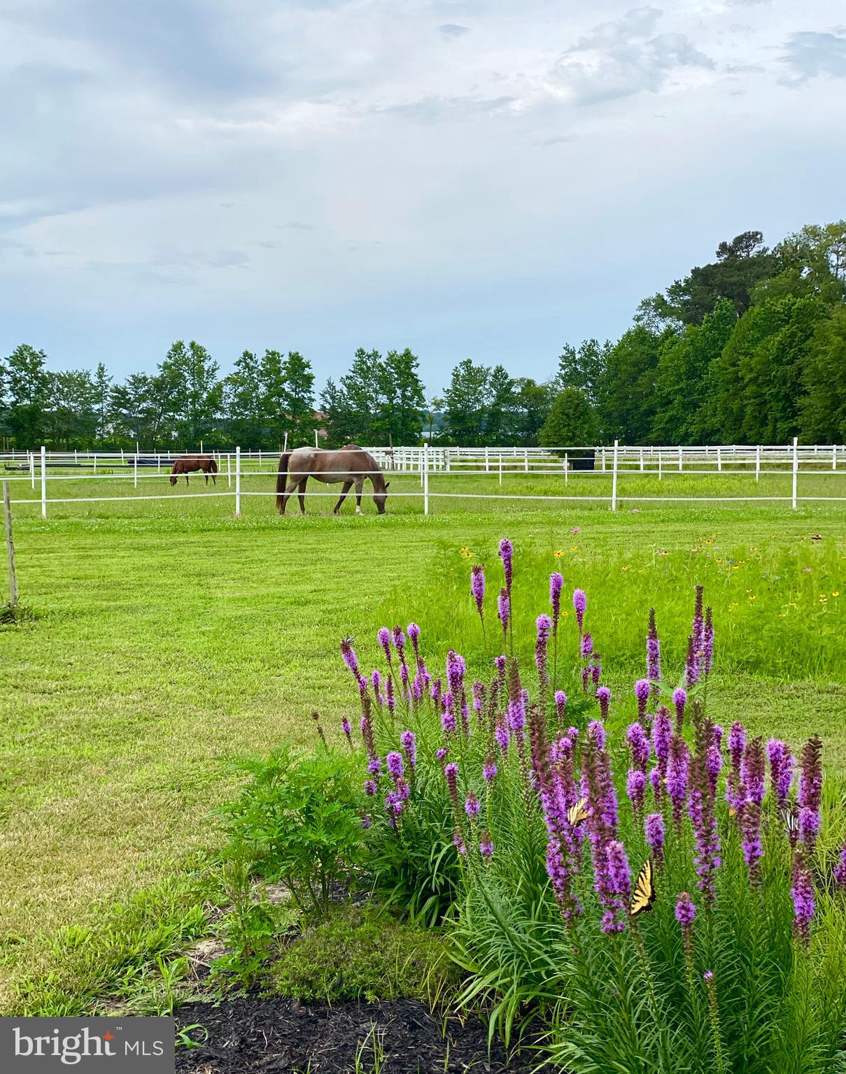 7545 Libertytown Road Berlin, MD 21811 - Photo 51 of 61 Picture Perfect Views of Adjacent Horse Farm