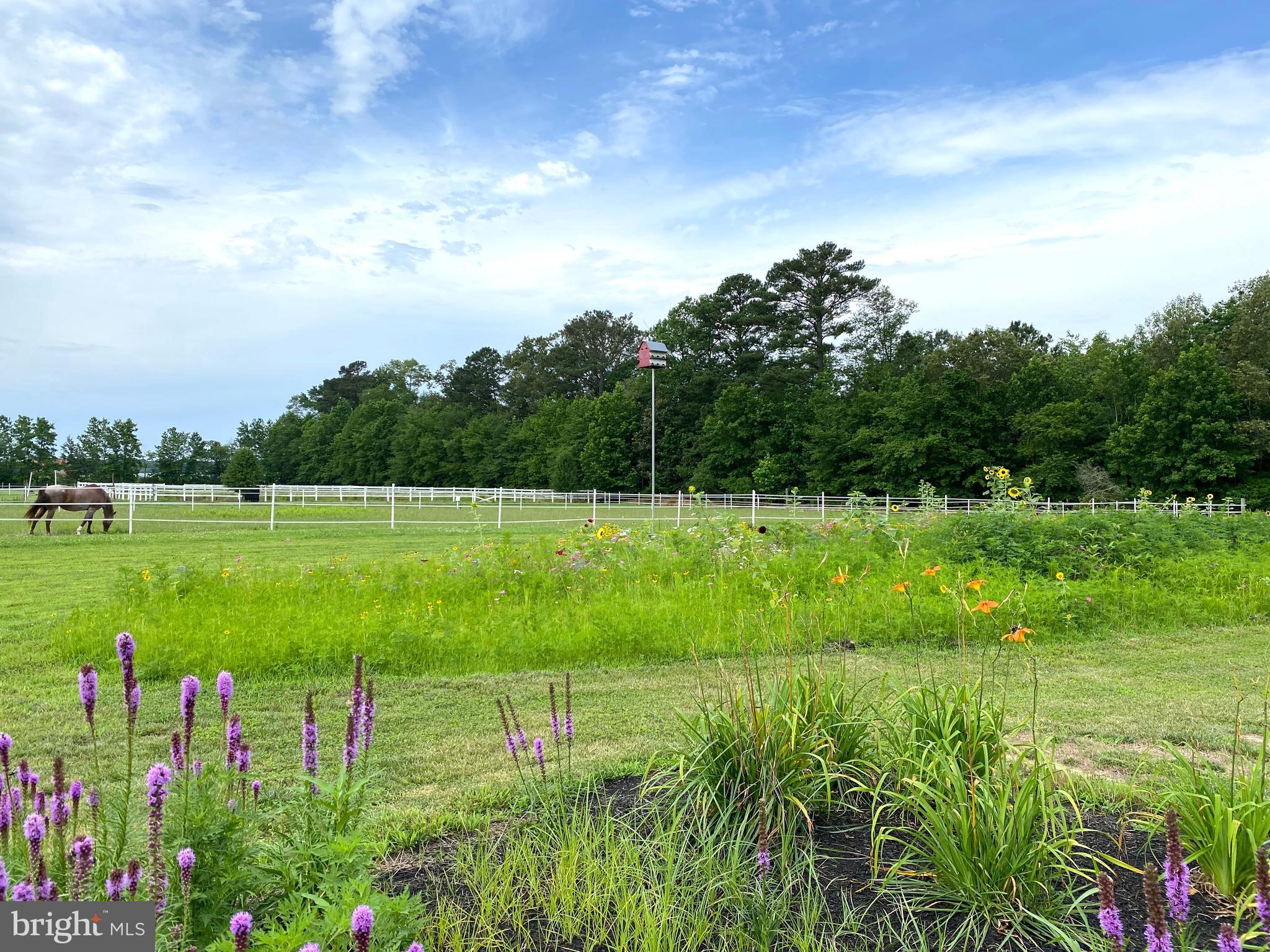 7545 Libertytown Road Berlin, MD 21811 - Photo 54 of 61 Picture Perfect Views of Adjacent Horse Farm