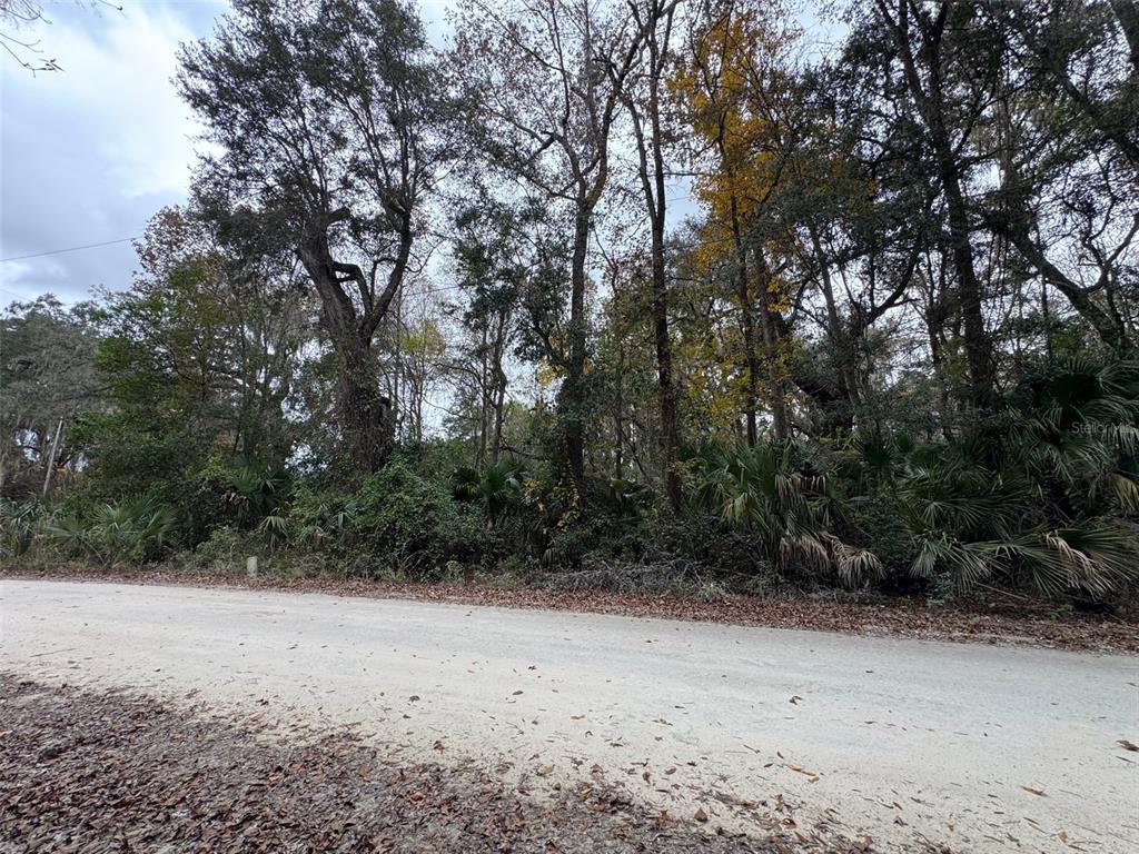142 Northeast Ne Place Anthony, FL 32617 - Photo 3 of 7 a view of a dry yard with trees in the background