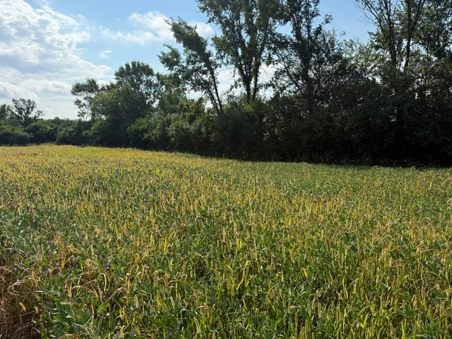 a view of a yard with a trees