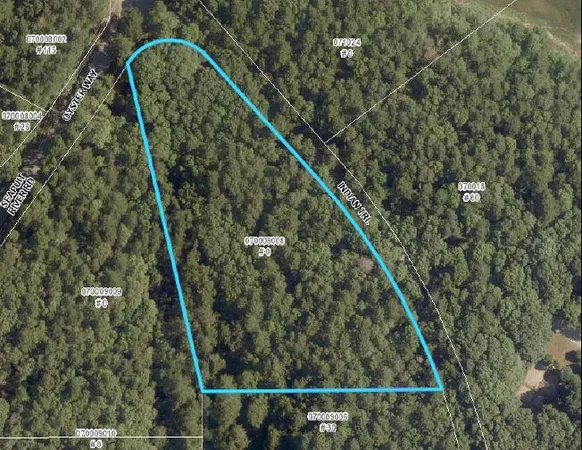 a bird view of a forest