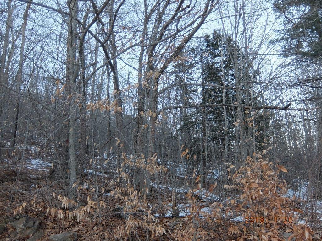 0 Hatchet Mountain Road Hope, ME 04847 - Photo 4 of 19 View of lot from road.