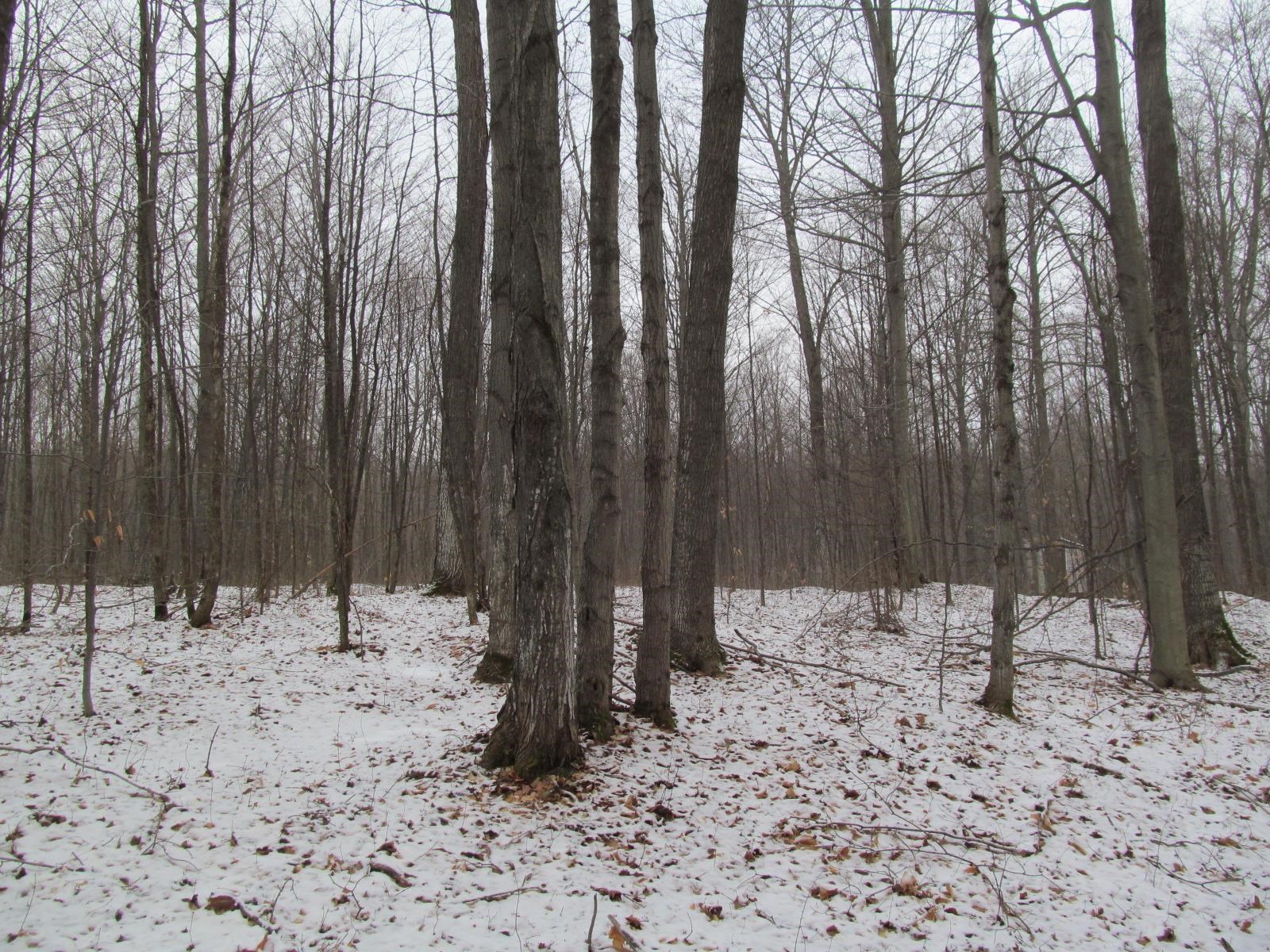 10-acres North 23 Road Mesick, MI 49668 - Photo 2 of 18