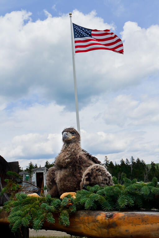 2013 Parmachenee Road Oquossoc, ME 04964 - Photo 52 of 64 Eagle (6 of 12)