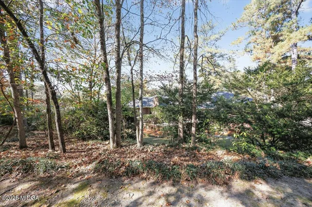 a view of a forest filled with trees