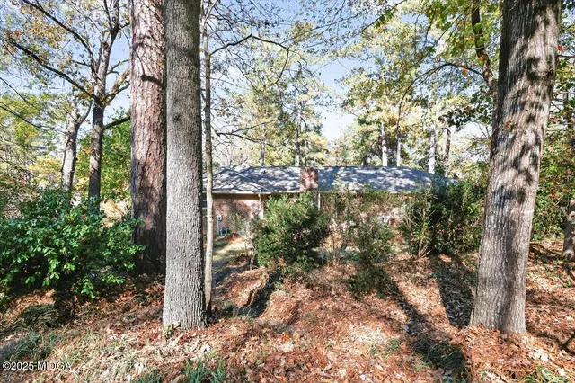 a view of a yard with large tree