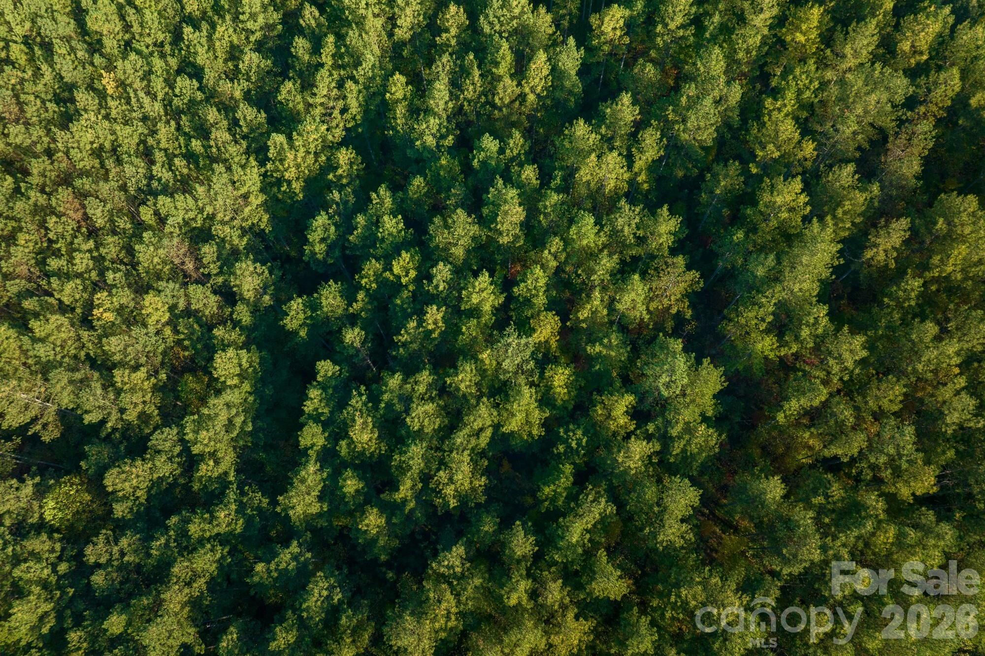 2108 River Hill Road Murphy, NC 28906 - Photo 11 of 31 a view of a lush green forest