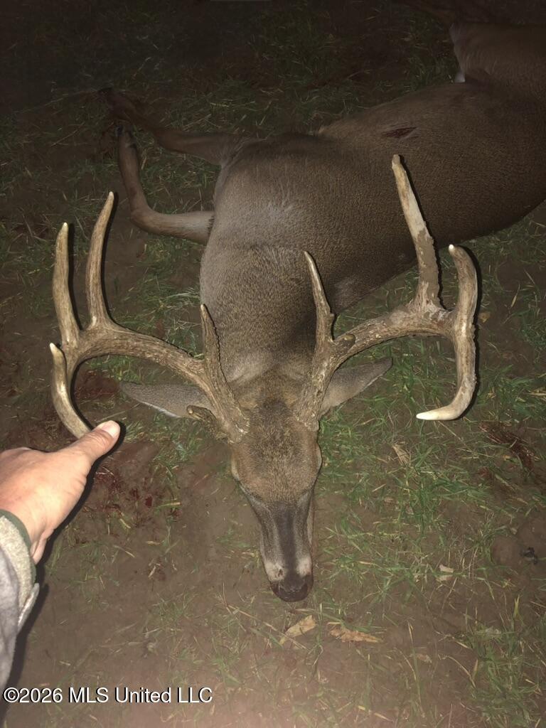 1 Highway 3 Lambert, MS 38643 - Photo 102 of 102 B29E2C65-623E-4B5E-B414-66B1F0BFDB28_1_1