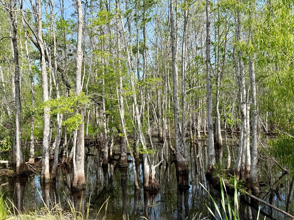 14.57-acres Red Oak Road Florala, AL 36442 - Photo 4 of 14