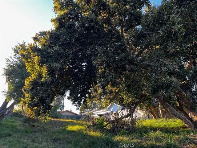 a view of a tree in a garden