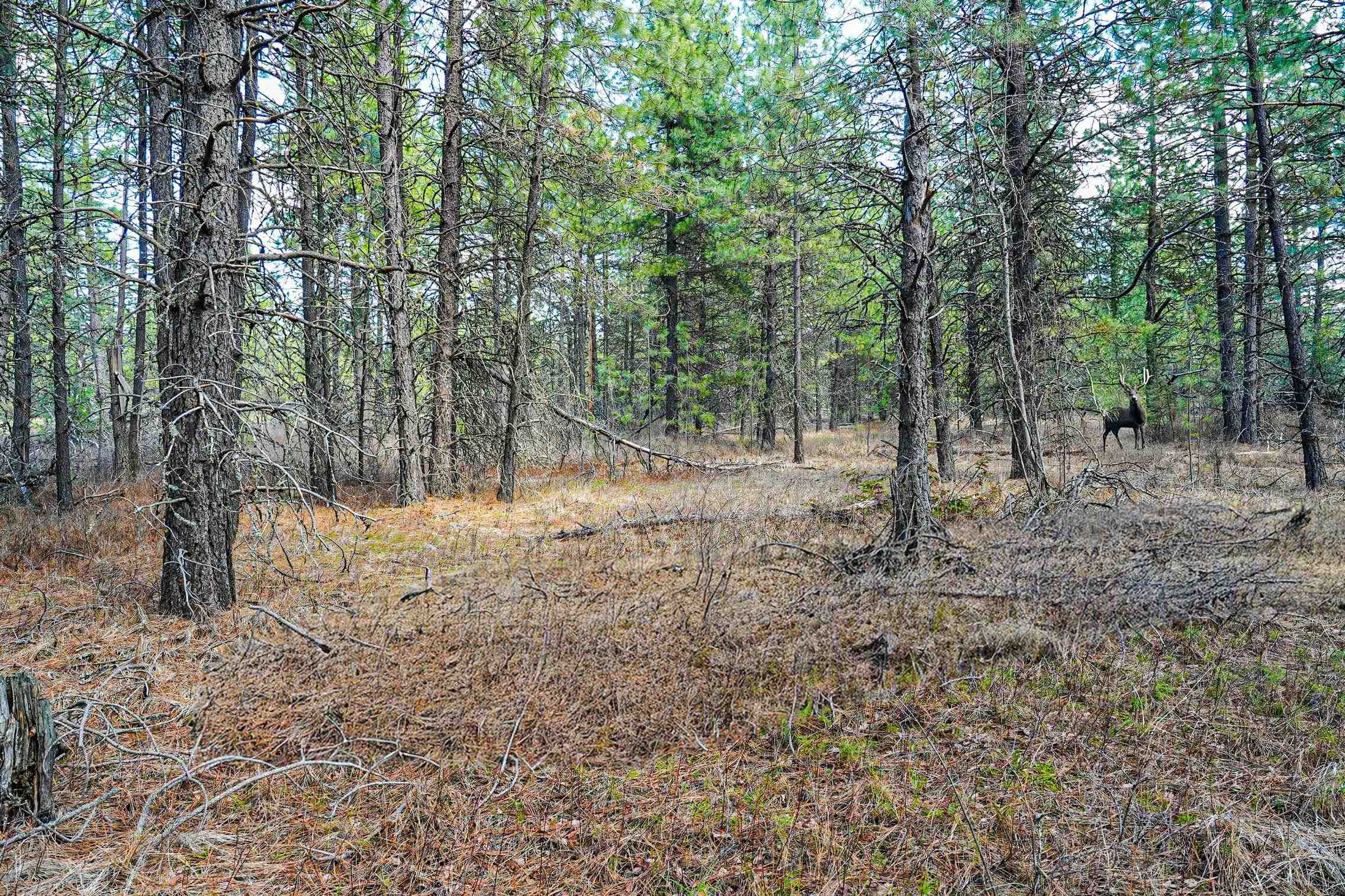 Xxx East Xxx E Slaton Road Deer Park, WA 99006 - Photo 1 of 22