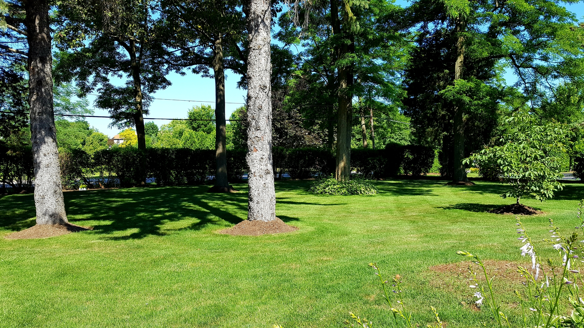 5 Oakwood Road Indian Creek, IL 60061 - Photo 16 of 18 a view of a garden with a tree