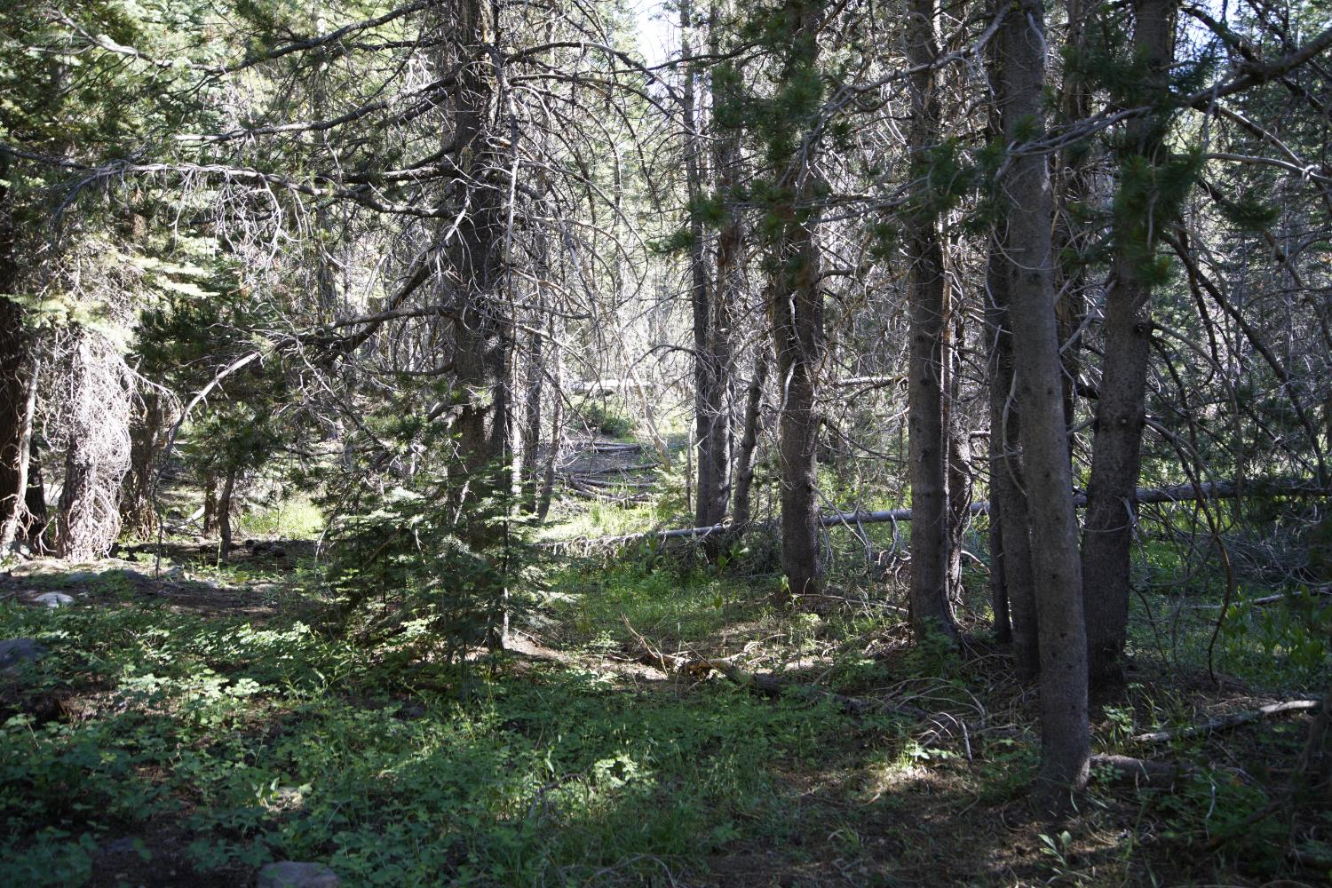 0 Forest 41 Road Sierra City, CA 96125 - Photo 13 of 30 Gallery Image 13
