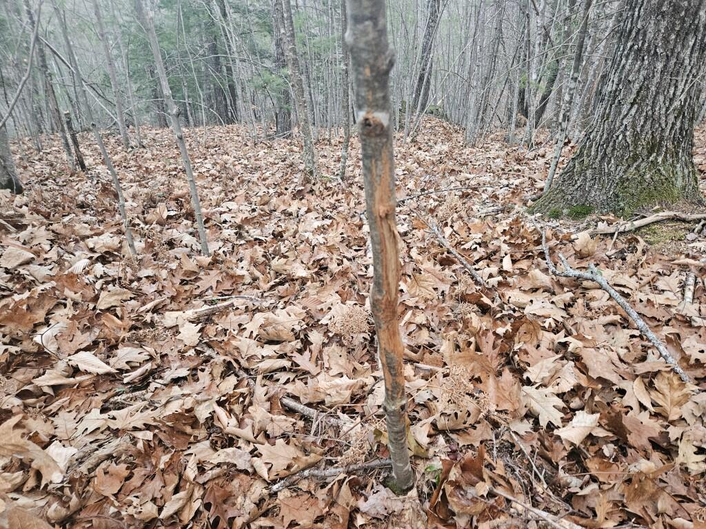 0 River Road Hiram, ME 04041 - Photo 19 of 30 buck deer rub tree