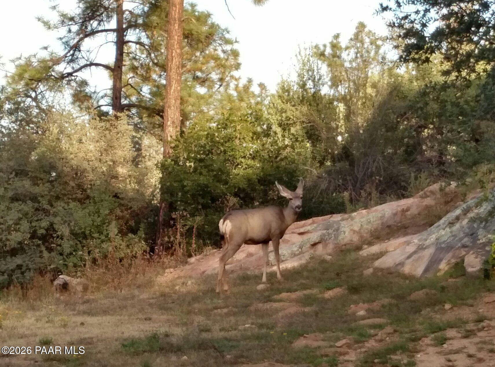 1963 Idylwild Road Prescott, AZ 86305 - Photo 53 of 54 Wildlife