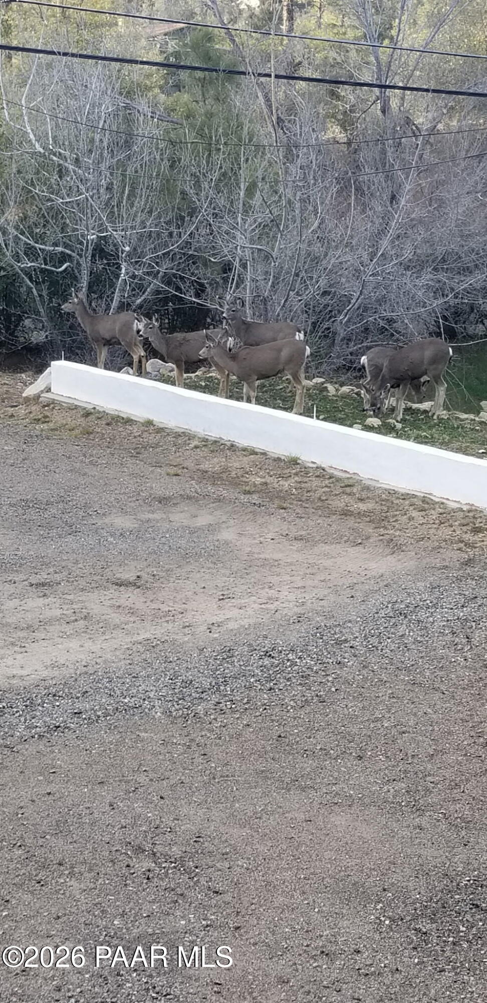1963 Idylwild Road Prescott, AZ 86305 - Photo 54 of 54 Deer