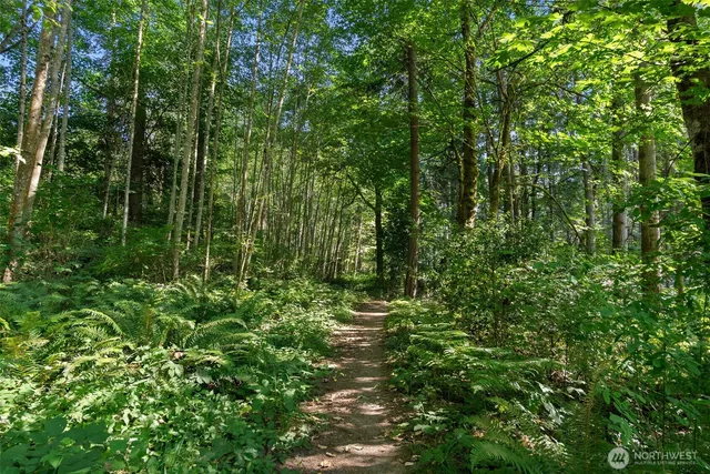 a view of a lush green forest