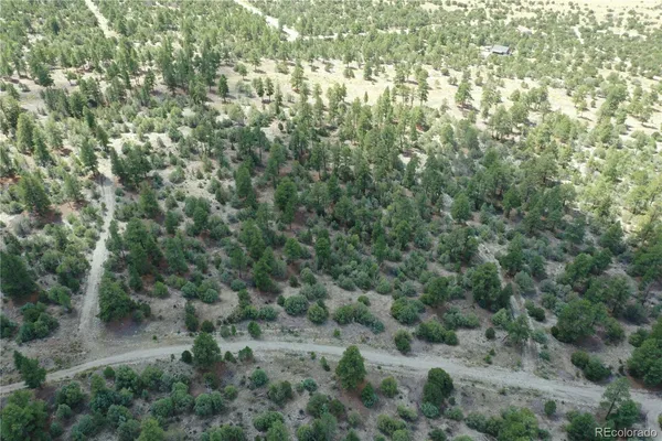a view of a forest with lots of trees