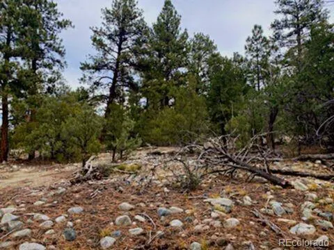 a view of a tree with a tree