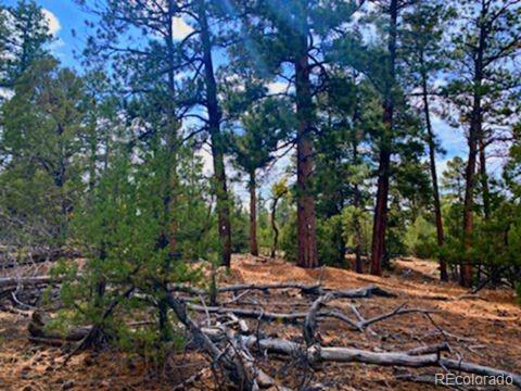 Costilla Place Mosca, CO 81146 - Photo 10 of 11 a view of outdoor space with trees