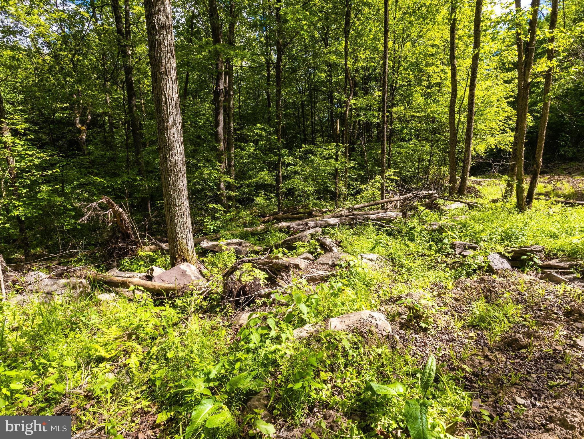 0 Crooked Creek Road Pleasant Mount, PA 18453 - Photo 23 of 48 a view of a yard with plants and large trees