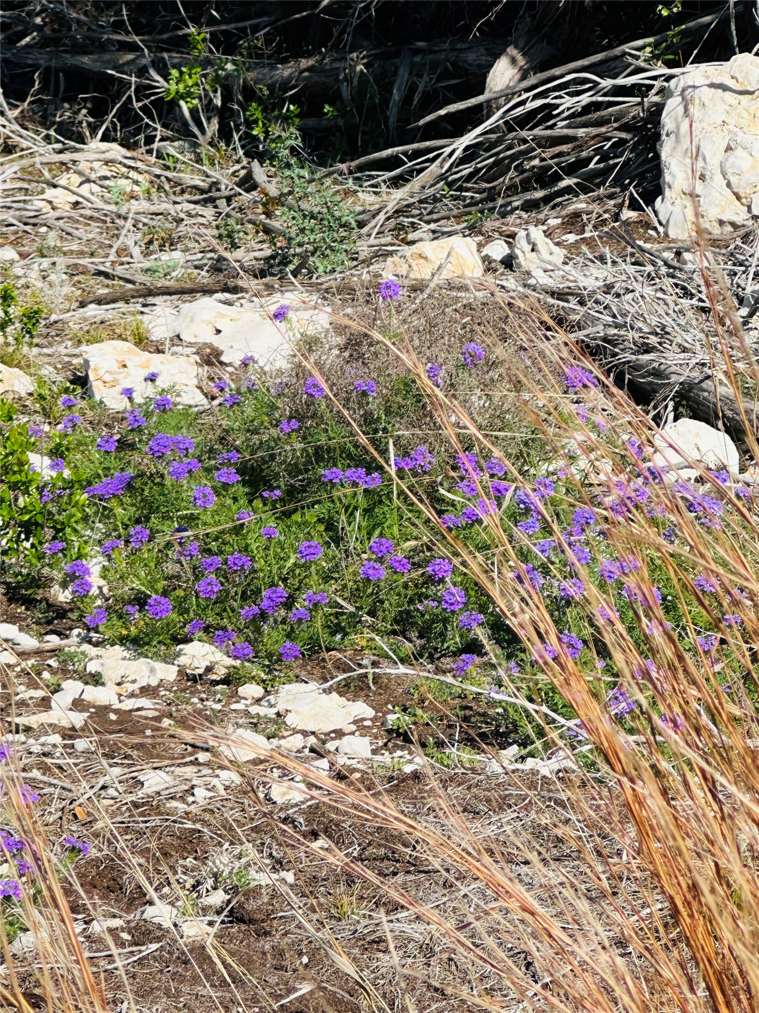 336 County Road 334 Roads Burnet, TX 78611 - Photo 10 of 11 Wildflower patches and natural rock formations adorn this rustic landscape.