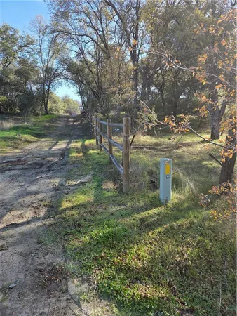 a view of a tree in a yard