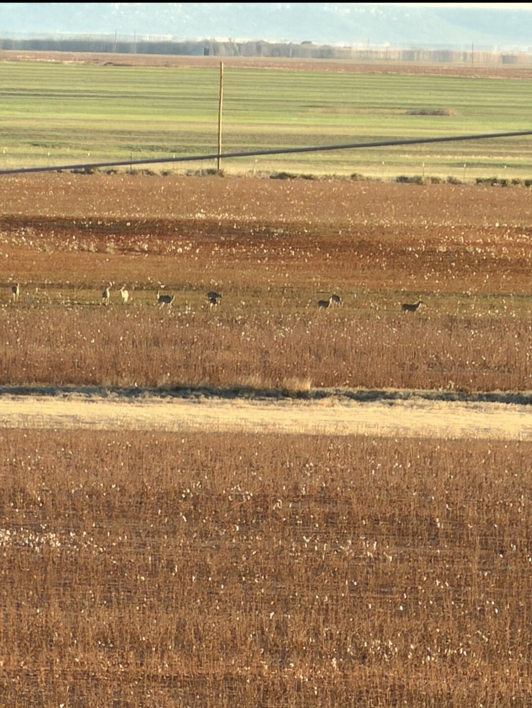 354 Co Road Winters, TX 79567 - Photo 18 of 23 Screenshot_20260605_081324_Gallery