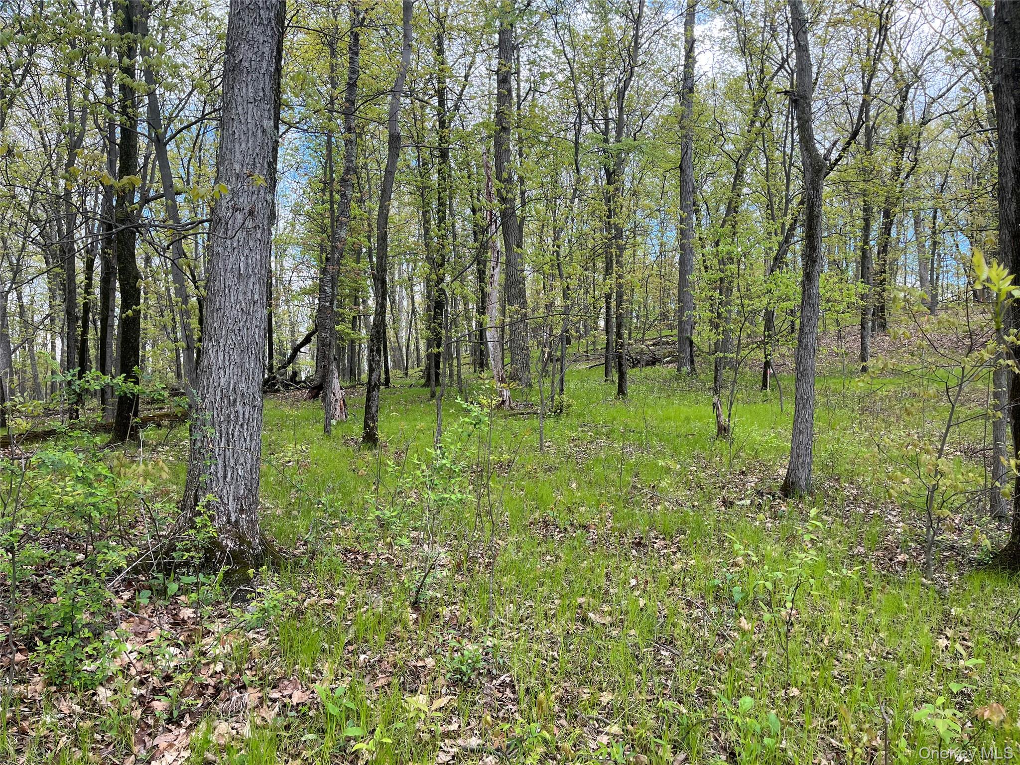 Cold Spring Road Clinton Corners, NY 12514 - Photo 4 of 8 a view of outdoor space with green field and trees