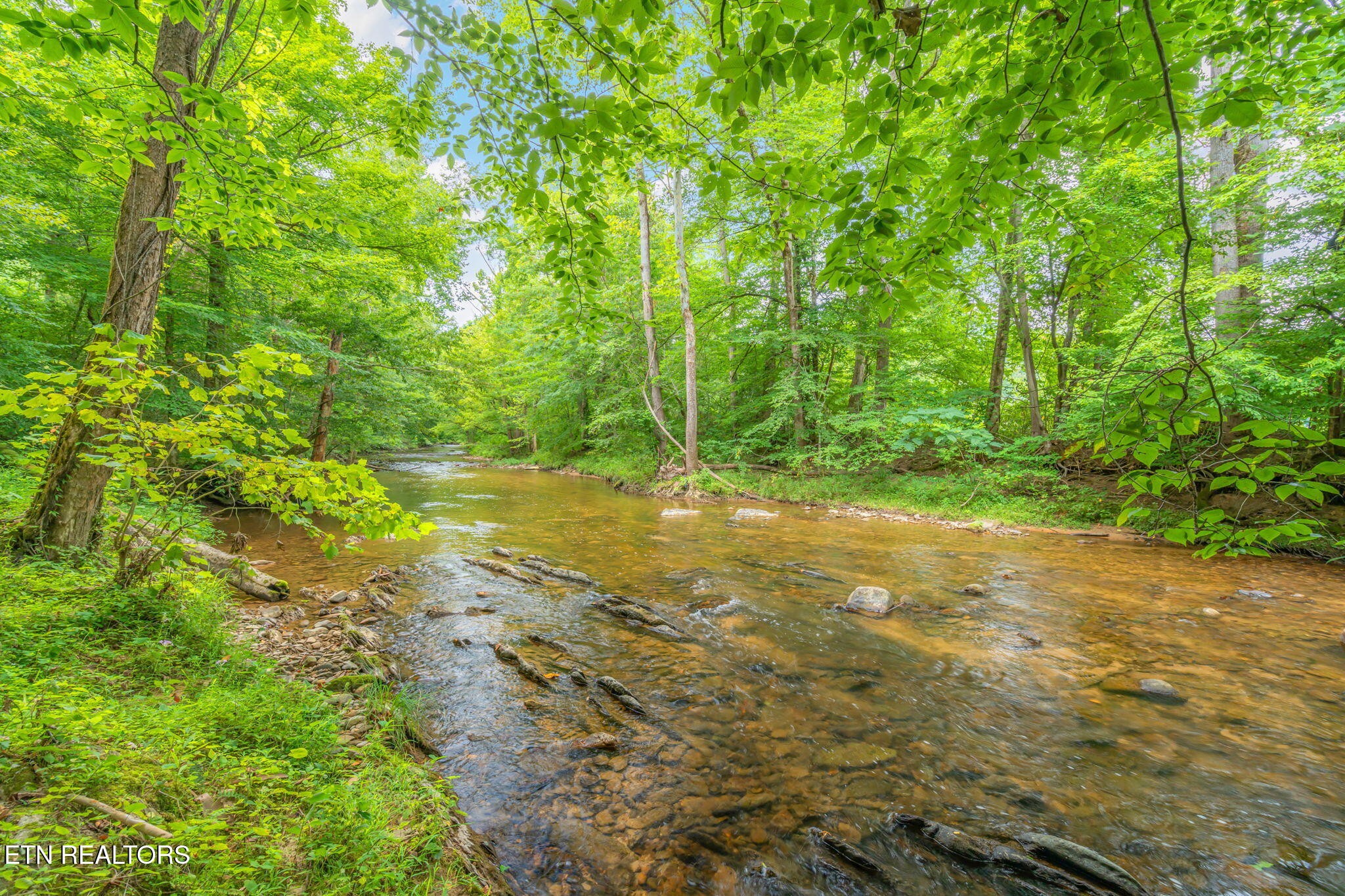 680 Kaylee Lane Del Rio, TN 37727 - Photo 4 of 41 a view of a yard with plants and large trees