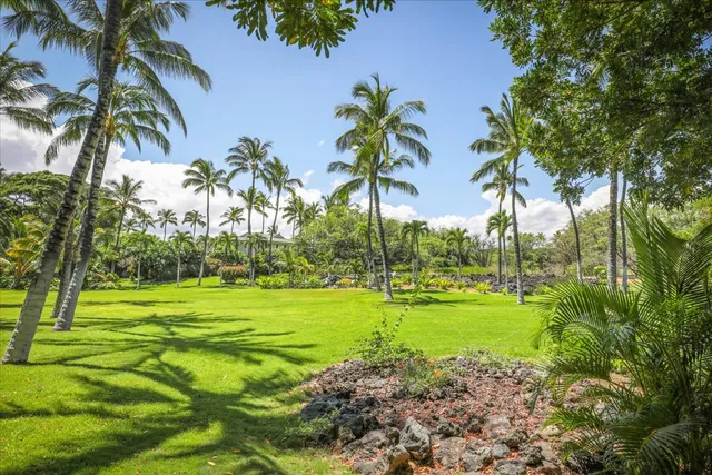 a view of a park with palm trees