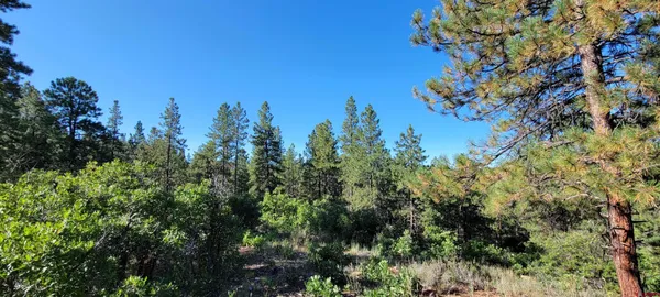 a view of a plant with a tree in the background